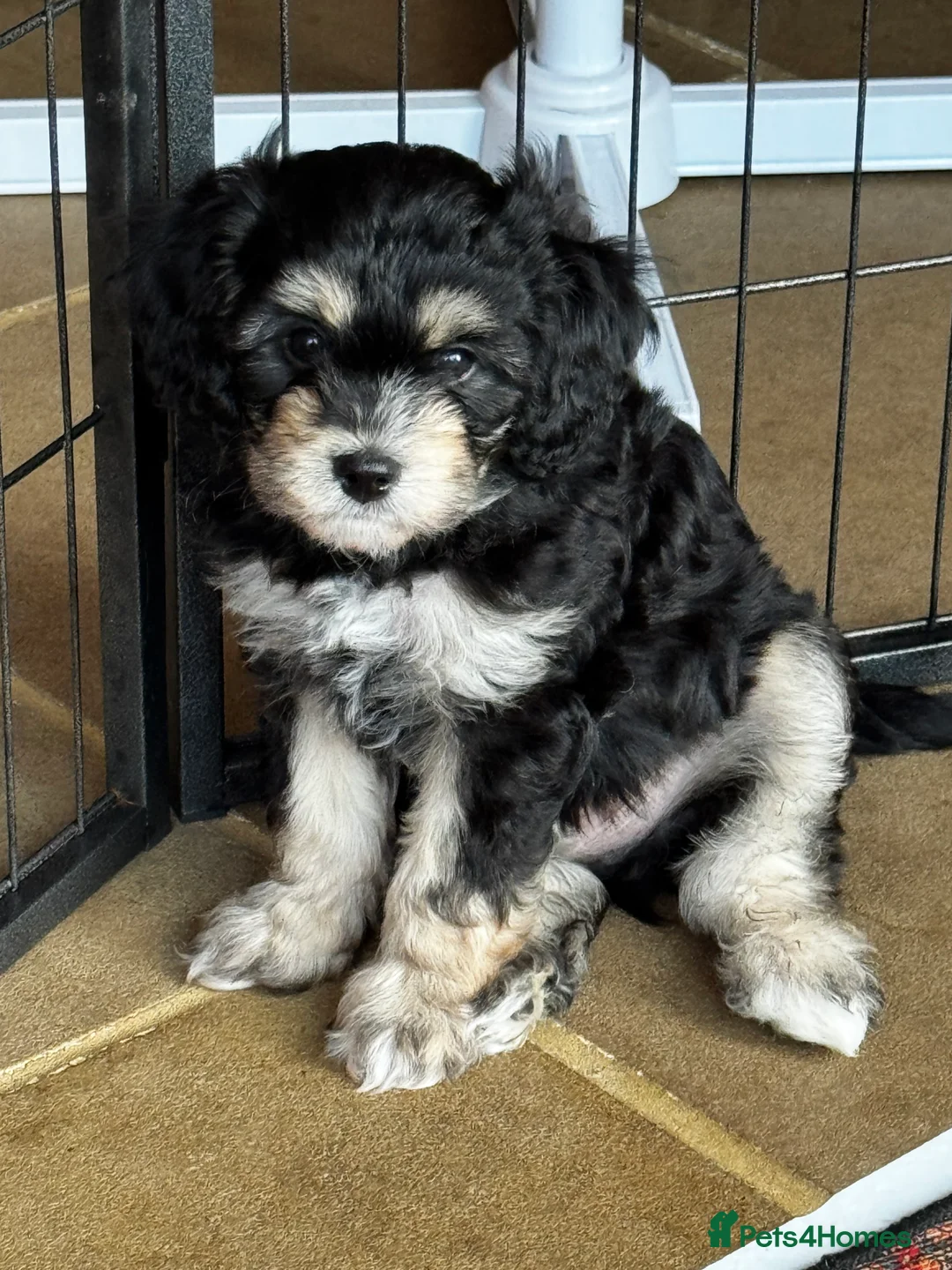Mixed Breed dogs for sale: Absolutely Stunning Rare Phantom Cavapoo - Advert 2