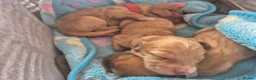 Cockapoo dogs for sale: Beautiful pups 🐶  - Advert 24