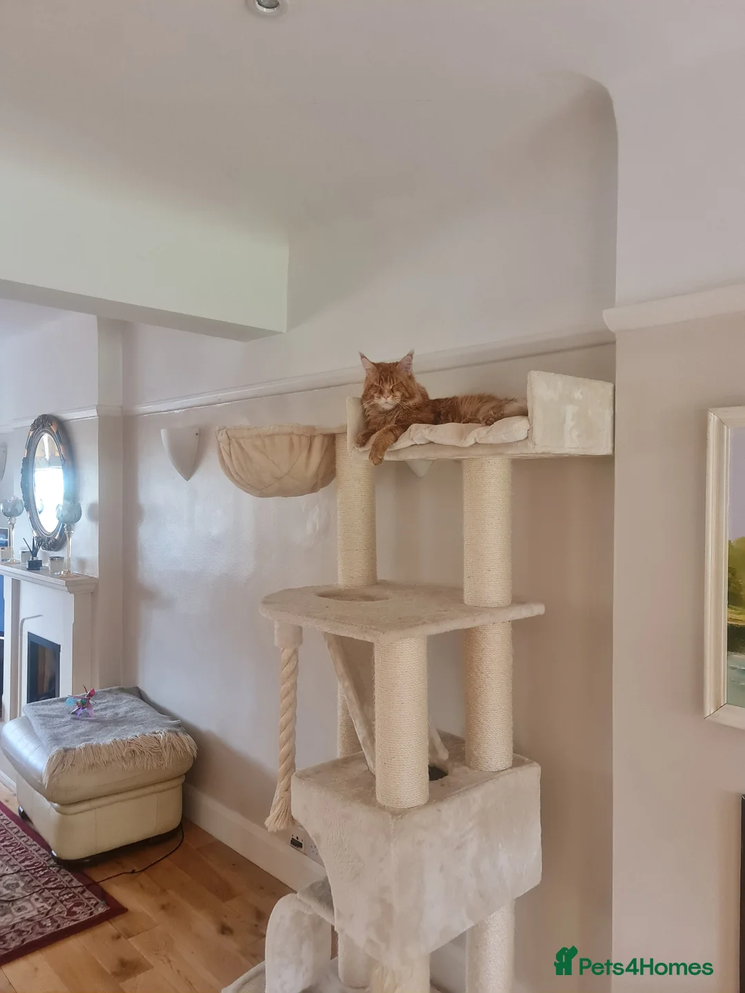 Maine Coon cats for stud: Chack Noris (Red Blotched Tabby) in New Malden - Advert 13