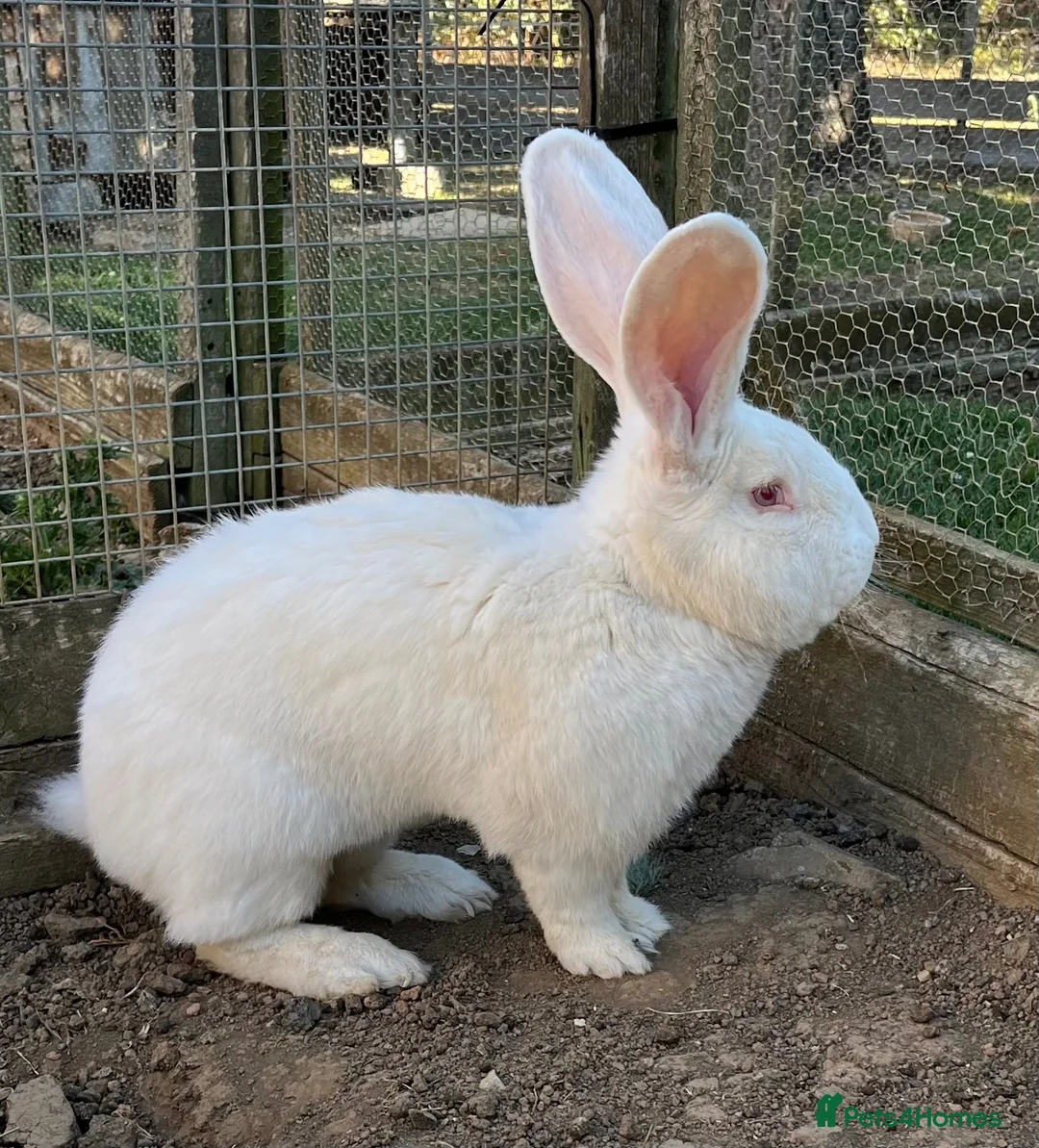 Continental Giant rabbits for sale: REW continental giant buck - Advert 2