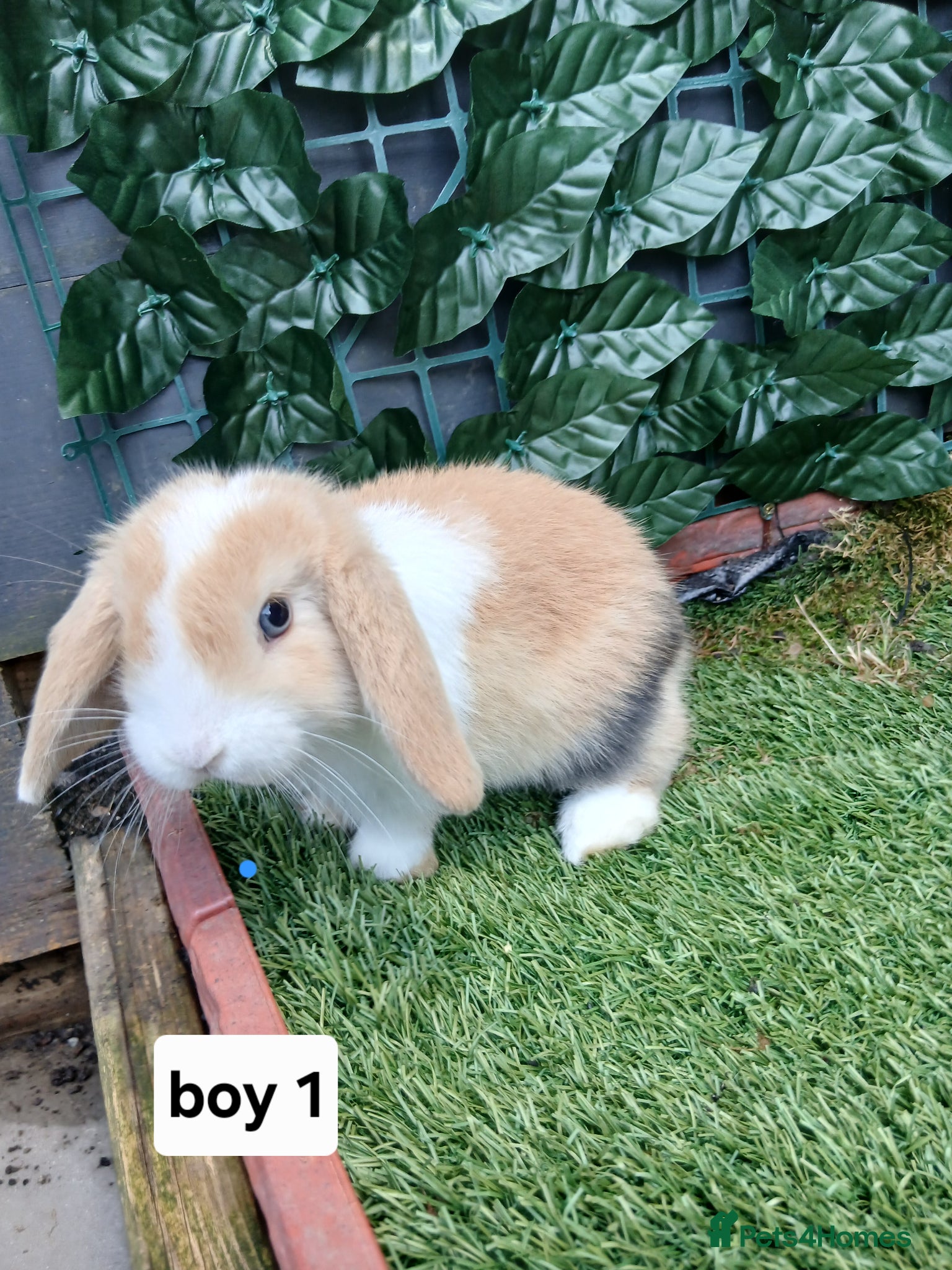 Mini Lop rabbits for sale: 6 mini lop baby's  - Advert 4