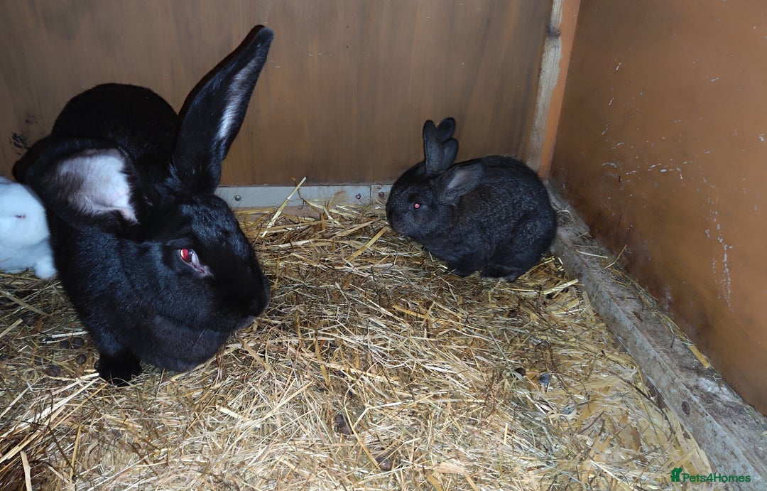 Continental Giant rabbits for sale: Continental giant baby rabbits - Advert 6