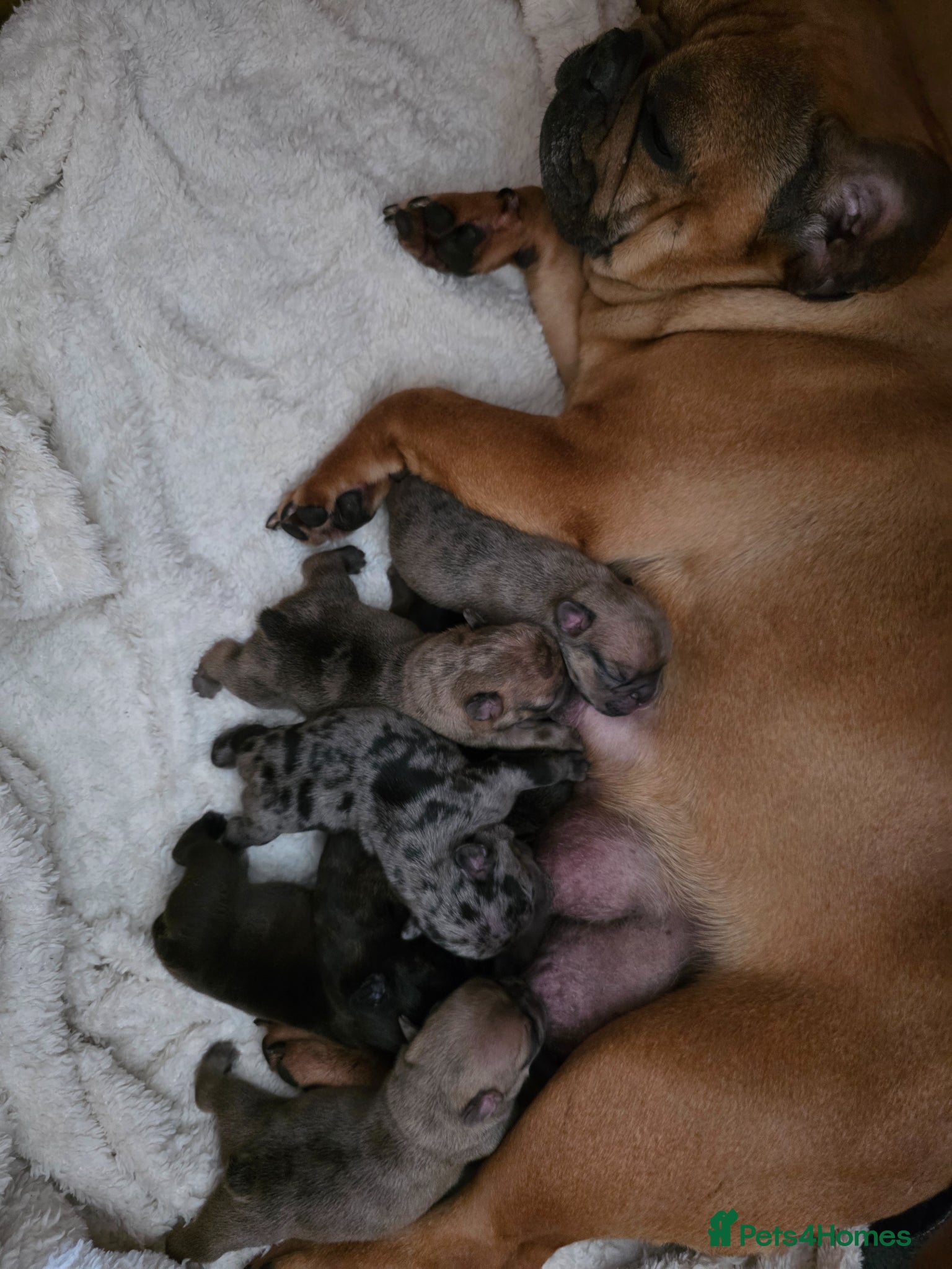 French Bulldog dogs French Bulldog Puppies – Ready 4th june🐶 - Advert 5