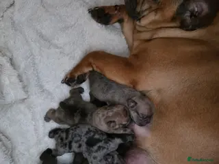 French Bulldog dogs French Bulldog Puppies – Ready 4th june🐶 - Advert 5