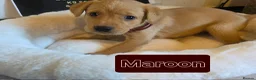 Labrador Retriever dogs for sale: Kc Reg Dark Fox Red & Light Red Lab Pups - Advert 3