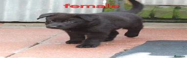German Shepherd 3