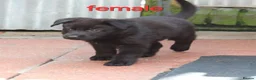 German Shepherd dogs for sale: KC REG OLD STYLE GERMAN SHEPHERD PUPPIES   - Advert 3