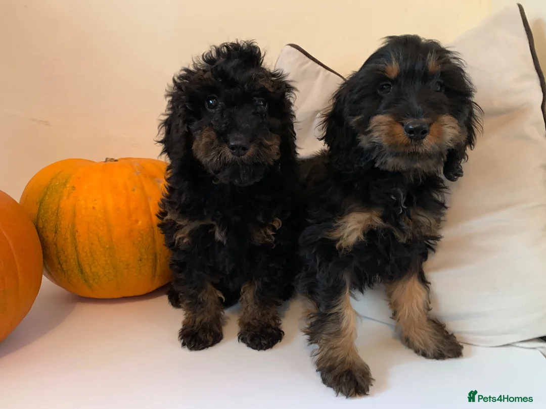 Cockapoo dogs for sale: Beautiful F1B Cockapoo boys  - Advert 1