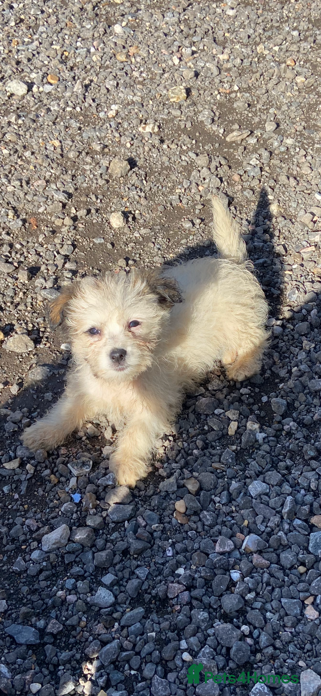 Mixed Breed dogs for sale: Jack Russell puppies ready to leave  - Advert 8