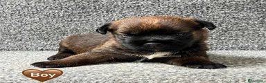 Border Terrier 2