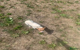 Jack Russell dogs for sale: Jack Russel puppies  - Image 8