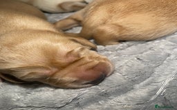 Labrador Retriever dogs for sale: Labrador pups full pedigree ready 22nd Dec - Image 1