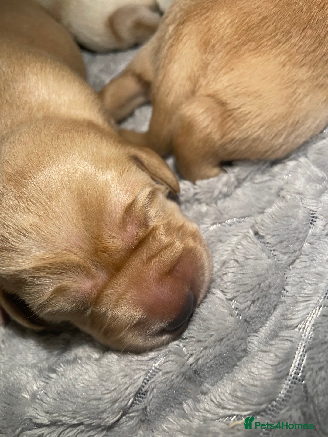 Labrador Retriever dogs for sale: Labrador pups full pedigree ready 22nd Dec - Image 1