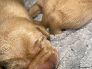 Labrador Retriever dogs - Advert 2