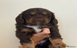 Cockapoo dogs for sale: Cockapoo Puppies - Image 9