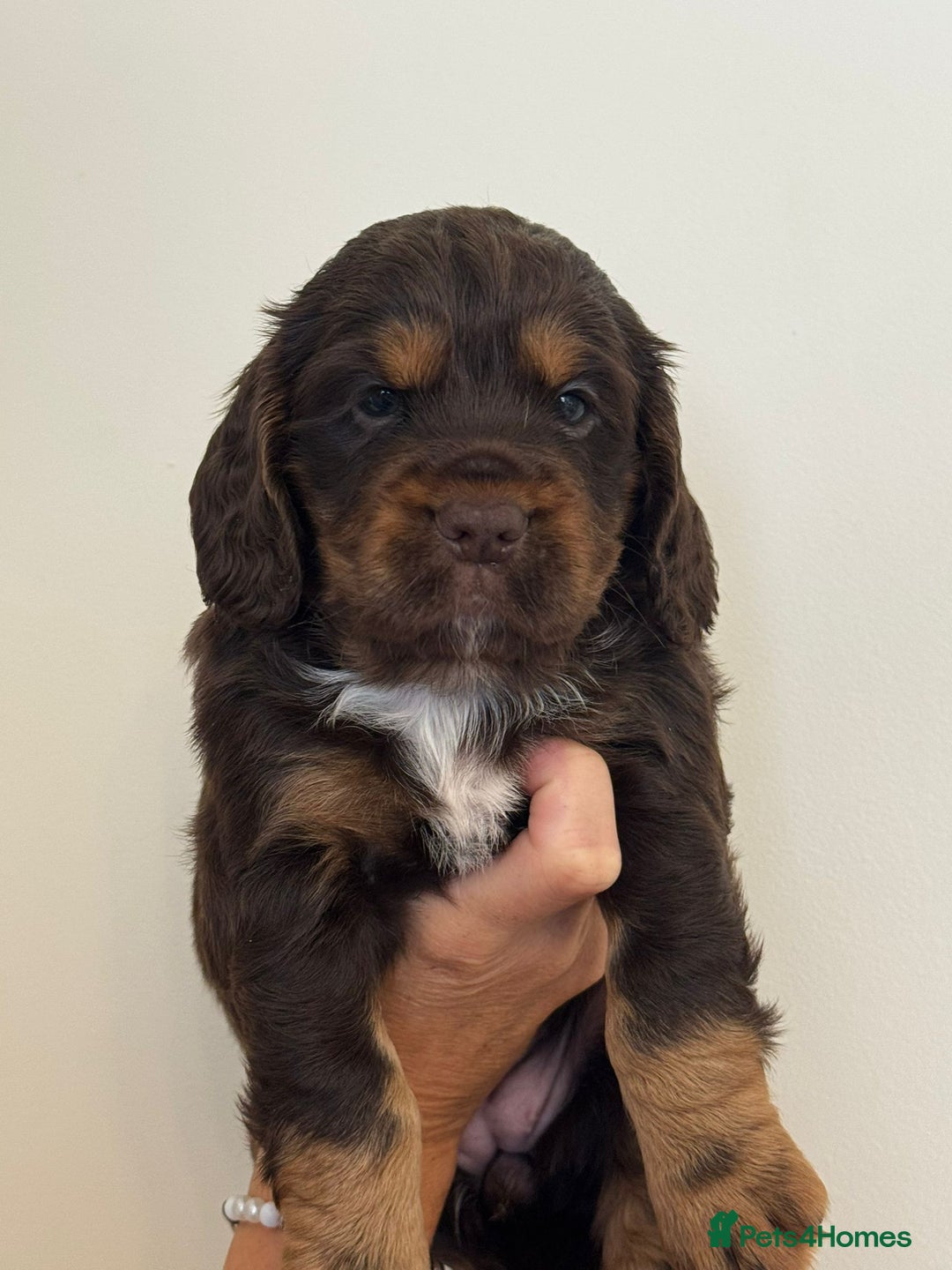 Cockapoo dogs for sale: Cockapoo Puppies - Image 9