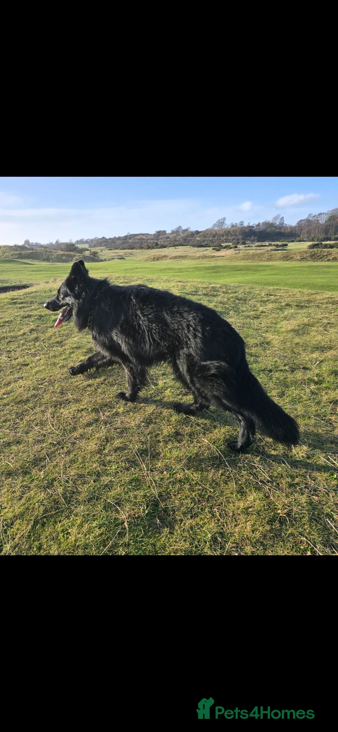 German Shepherd dogs for sale: Top Quality KC Black Long Hair German Shepherd  - Advert 19