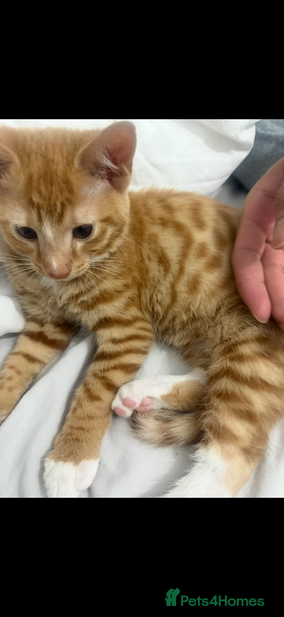 Mixed Breed cats for sale: Beautiful ginger kitten in Manchester - Advert 4
