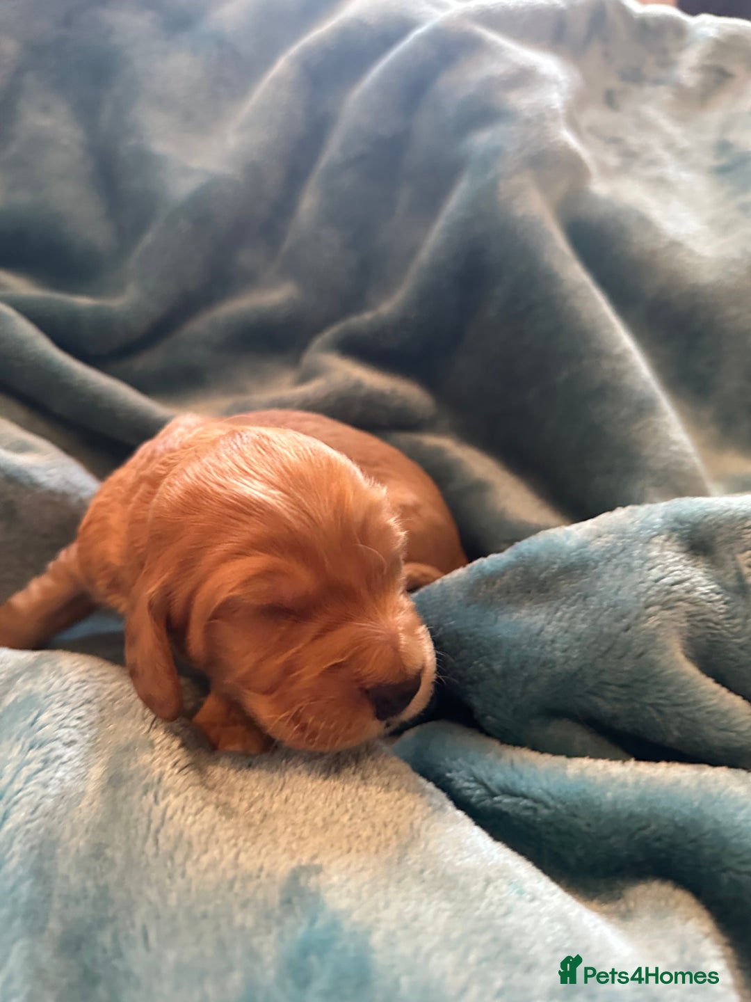 Mixed Breed dogs for sale: Australian Labradoodle puppies - Image 6