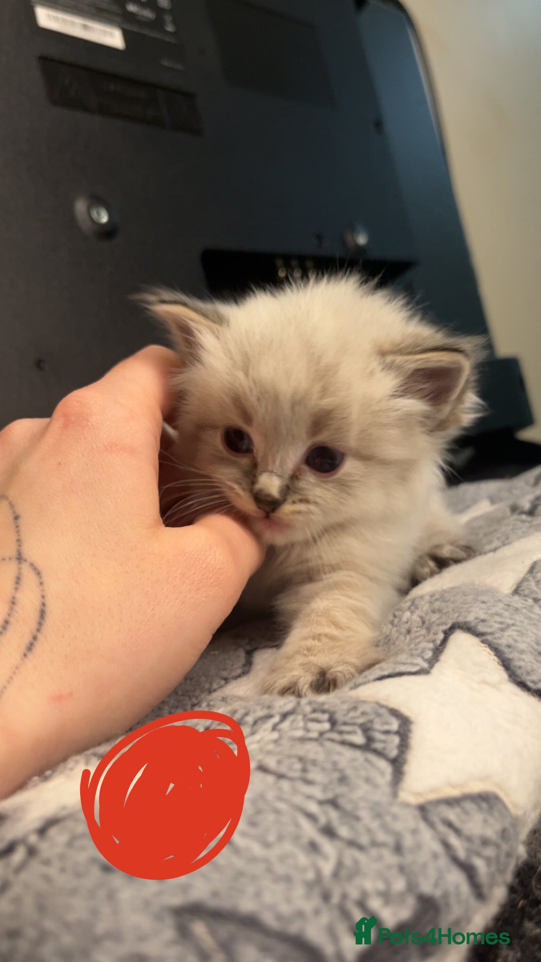 Ragdoll cats for sale: Beautiful Ragdoll kittens - Advert 9