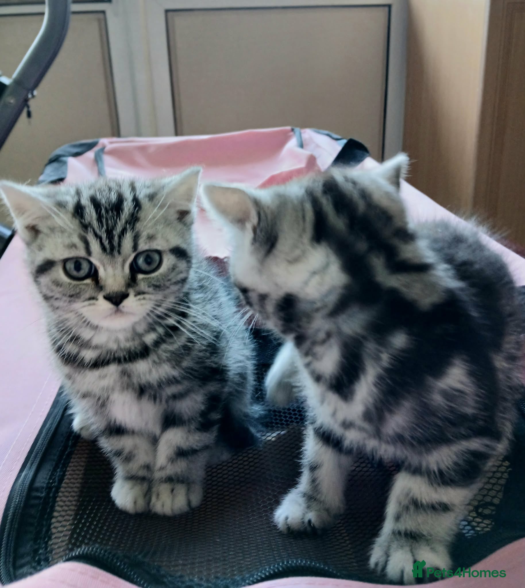 British Shorthair cats Bsh.Tabby kittens.GCCF.Available on 15.February . - Advert 18
