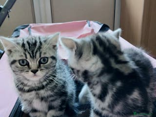 British Shorthair cats Bsh.Tabby kittens.GCCF.Available on 15.February . - Advert 18