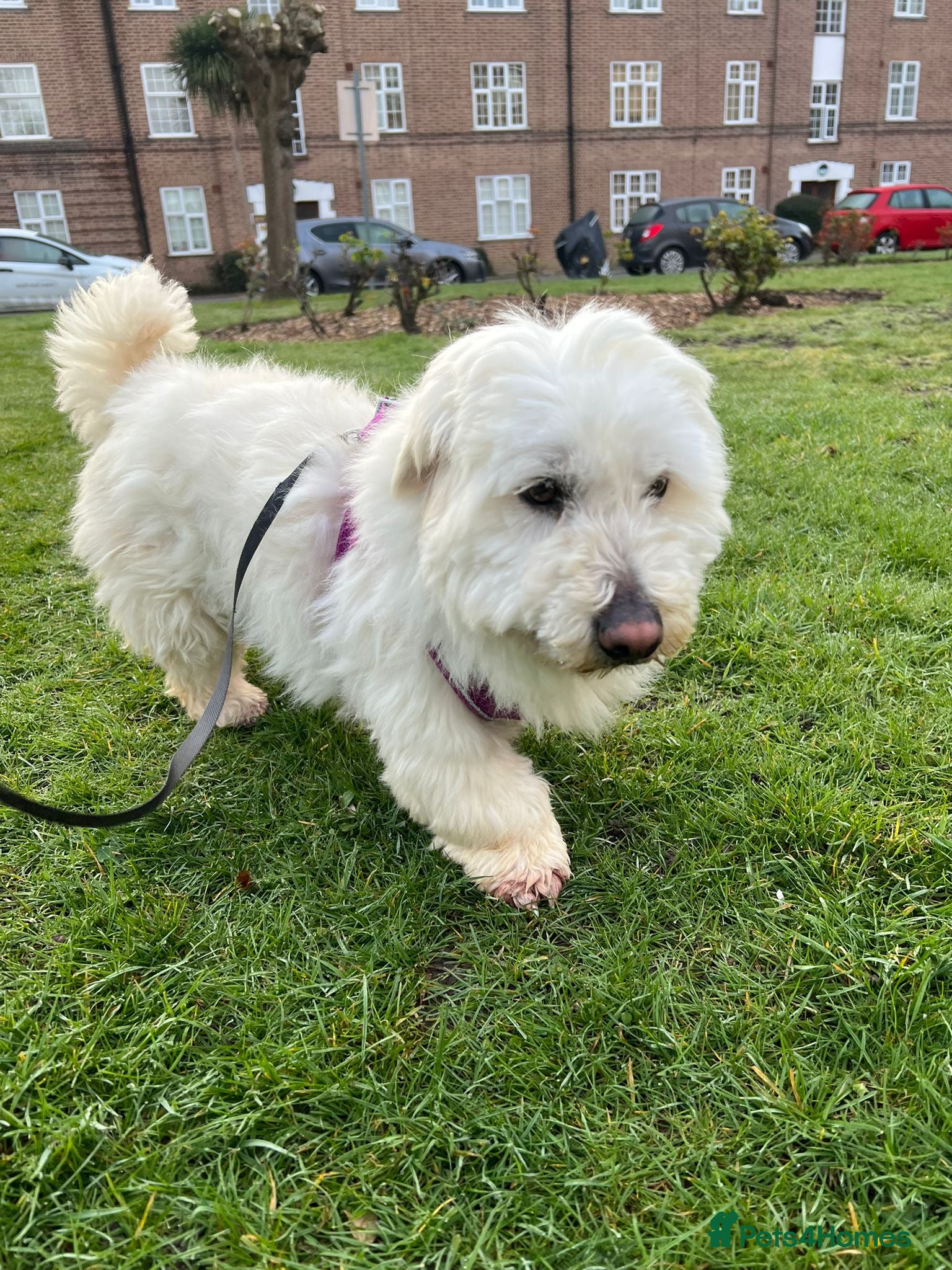 Maltese dogs Frida – Spayed Maltese Girl Needs Home - Advert 2