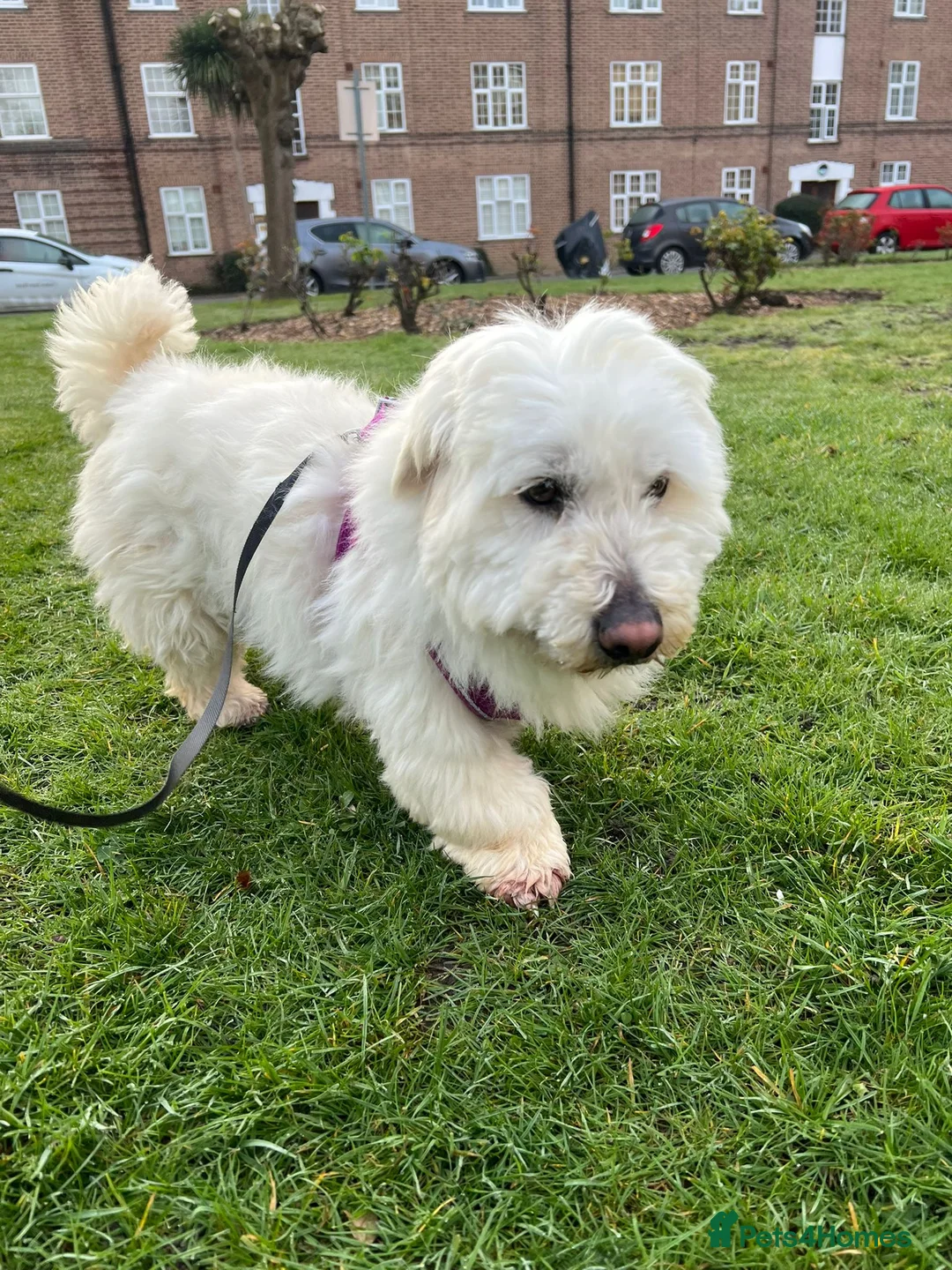 Maltese dogs for adoption: Frida – Spayed Maltese Girl Needs Home - Advert 1