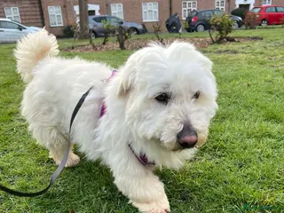 Maltese dogs Frida – Spayed Maltese Girl Needs Home - Advert 2