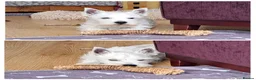West Highland Terrier dogs for sale: West highland white terrier  - Advert 3