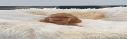 Cocker Spaniel dogs for sale: Show line K.C Cocker Spaniel Puppies  - Advert 3