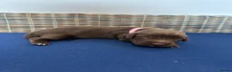 Sprocker dogs for sale: Fully Health Tested F1 Sprocker Spaniel Puppies - Advert 4