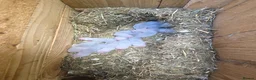 Ferret rodents for sale: Ferret kits ready to leave now - Advert 15
