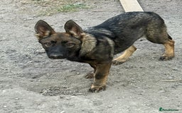 German Shepherd dogs for sale: German shepherd puppie looking for a new home  in Cambridge - Image 19