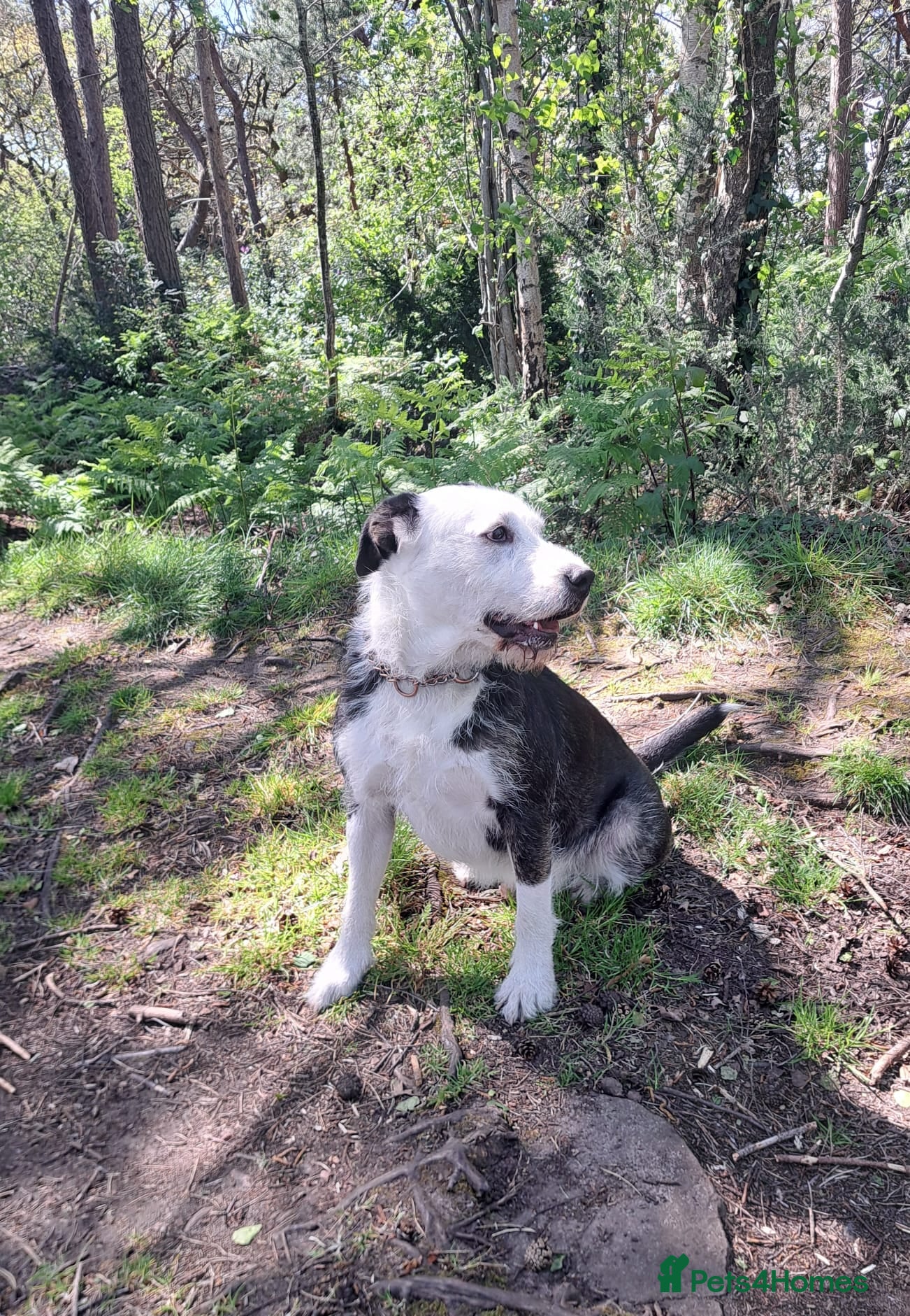 Mixed Breed dogs for sale: 2 yr old female Bulldog/Old English Sheepdog Mix - Advert 5