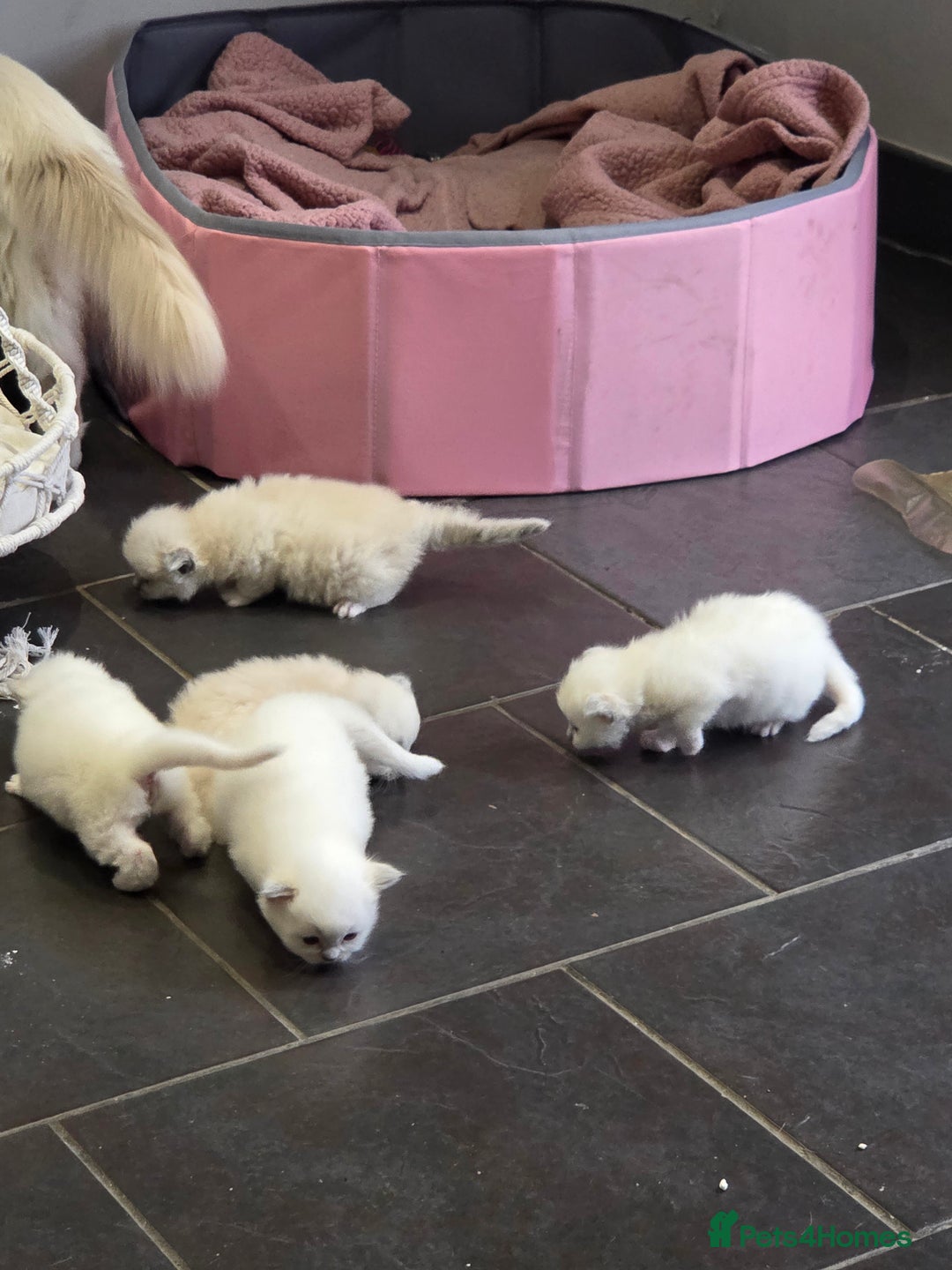 Ragdoll cats for sale: 5 fluffy chunky ragdoll babies for sale - Advert 3