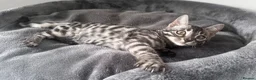 Bengal cats for sale: Exceptional kittens in silver, brown and charcoal - Advert 17