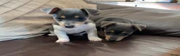 Jack Russell dogs for sale: Fabulous Miniature Jack Russell puppies  - Advert 4