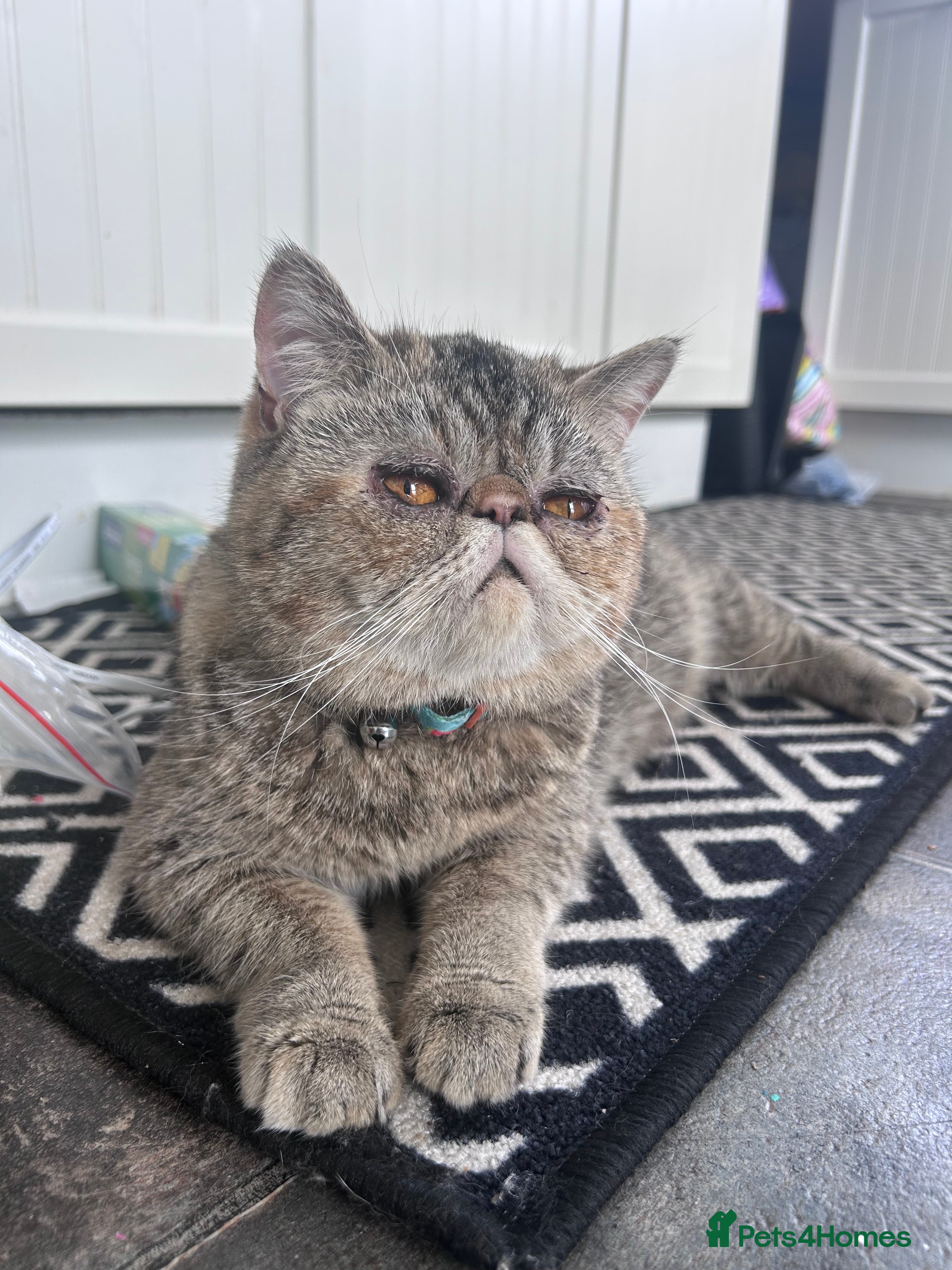 Exotic cats Exotic Persian shorthair - Advert 18