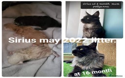 Maine Coon cats for sale: HIGH SILVER EHITE  GIRL ✨TICA REG BREEDER - Image 23