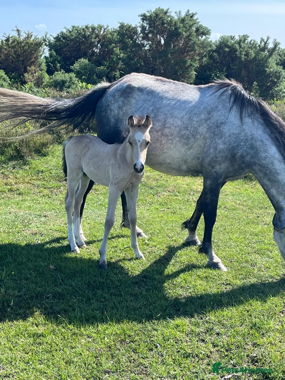 New Forest horses for sale: New Forest foals - Advert 8