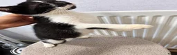Mixed Breed cats for sale: Stunning litter- Khao Manee/Domestic Shorthair mix - Advert 13