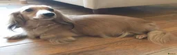 Miniature Dachshund dogs for sale: Stunning kc registered mini longhaired dachshunds - Advert 1