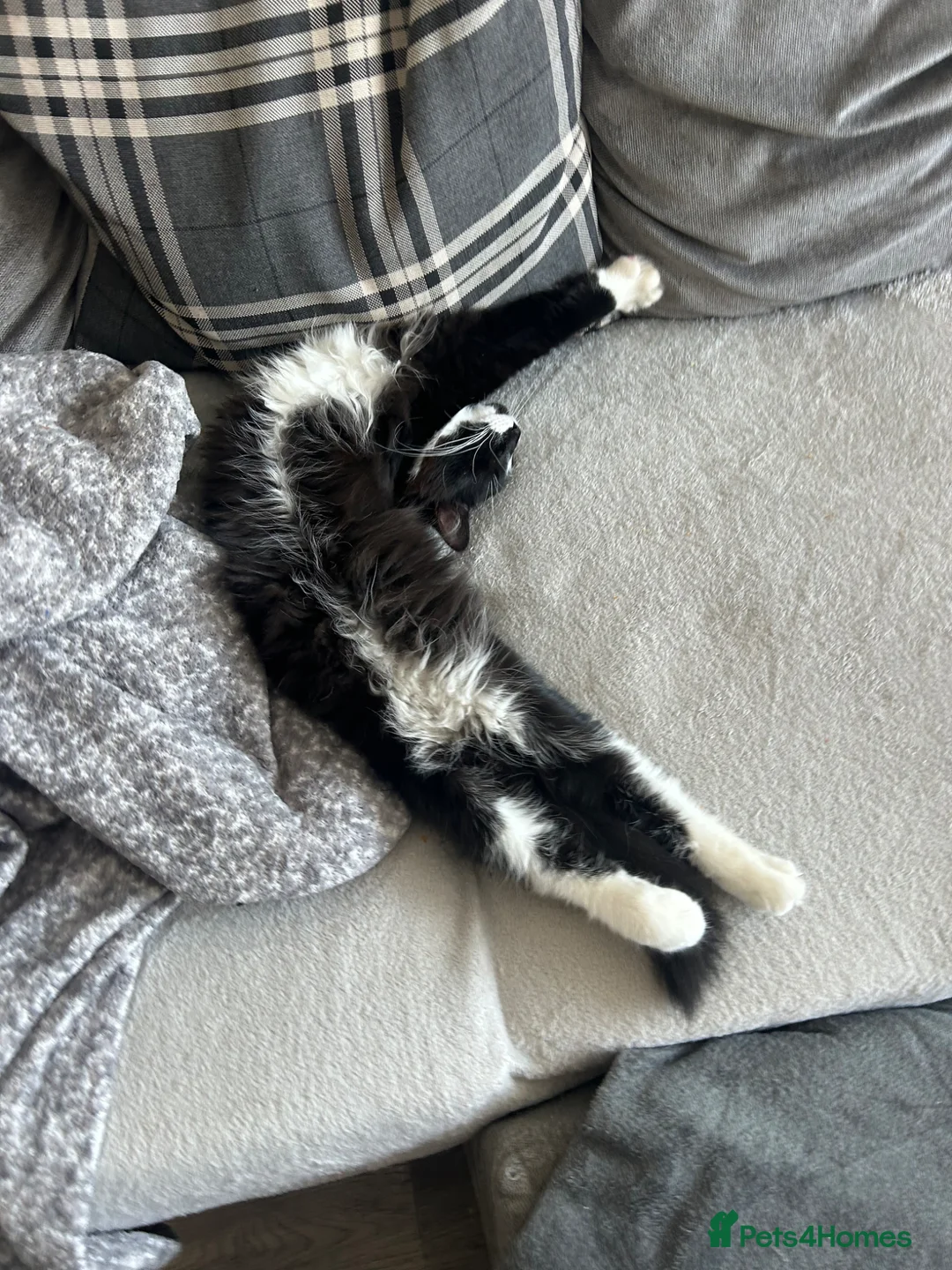 British Longhair cats for sale: Mother and son to be rehomed TOGETHER in Wirral - Advert 9