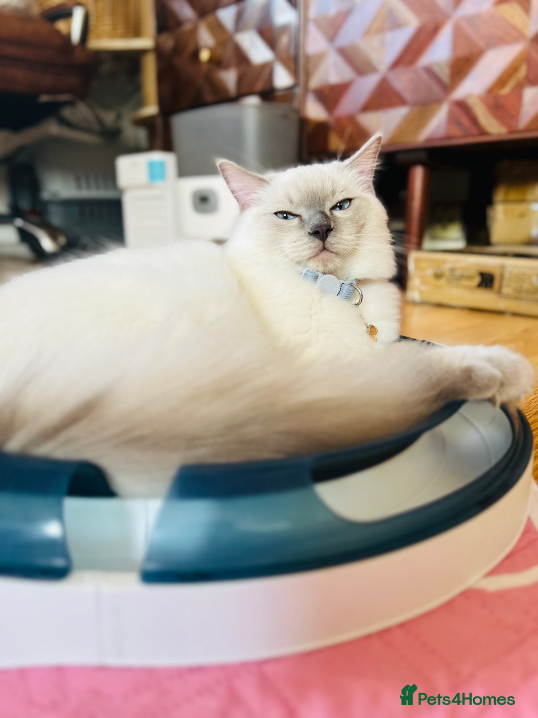 Ragdoll cats for sale: SILKY ADORABLE RAGDOLL KITTEN CHAMPIONLINE - Image 18