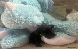 Cockerdor dogs for sale: 🐶Cockerdor Puppies 🐶 - Image 20