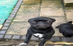 Pug dogs for sale: 2x 14month black pug bitches - Image 4