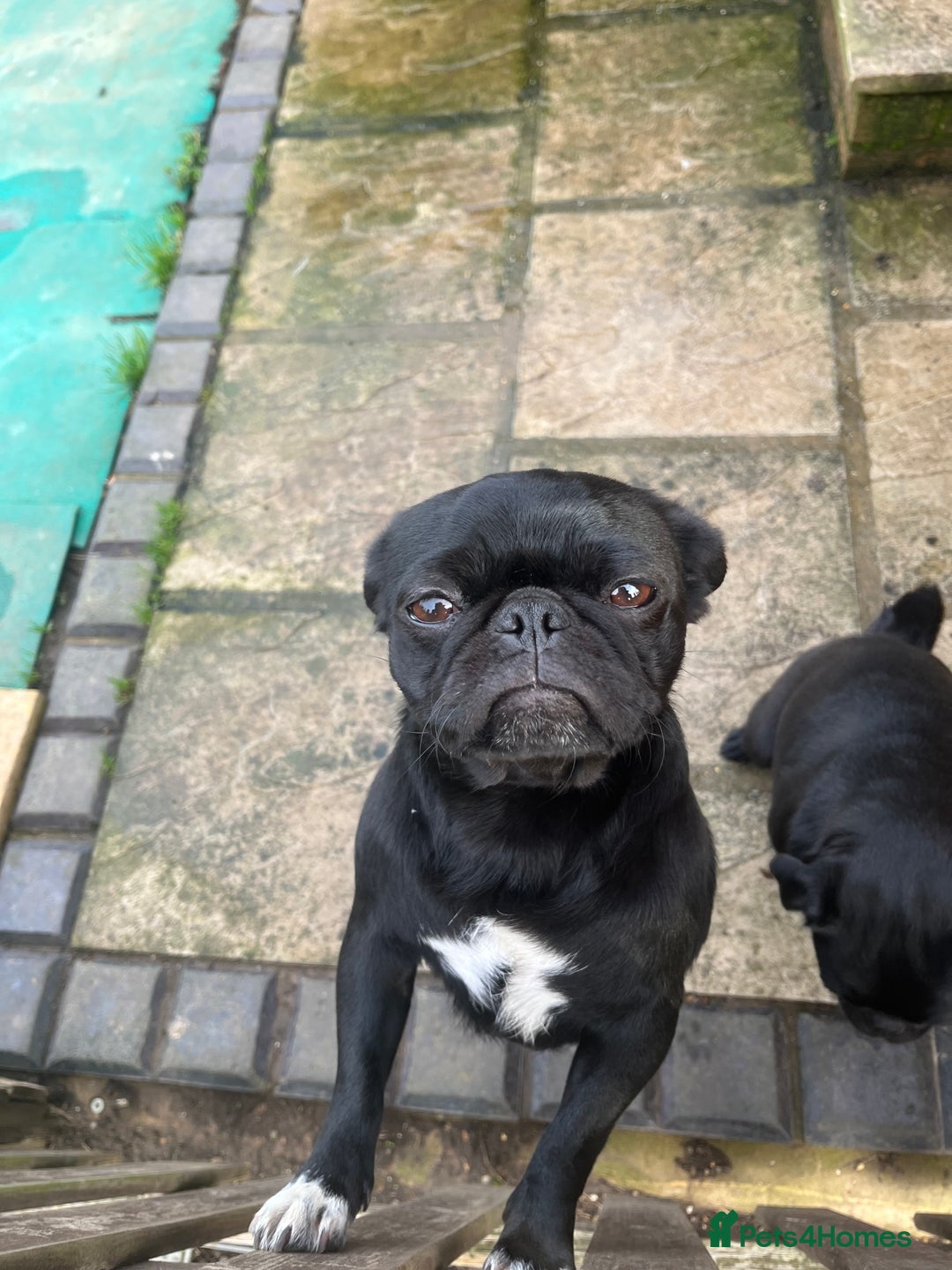 Pug dogs for sale: 2x 14month black pug bitches - Image 4