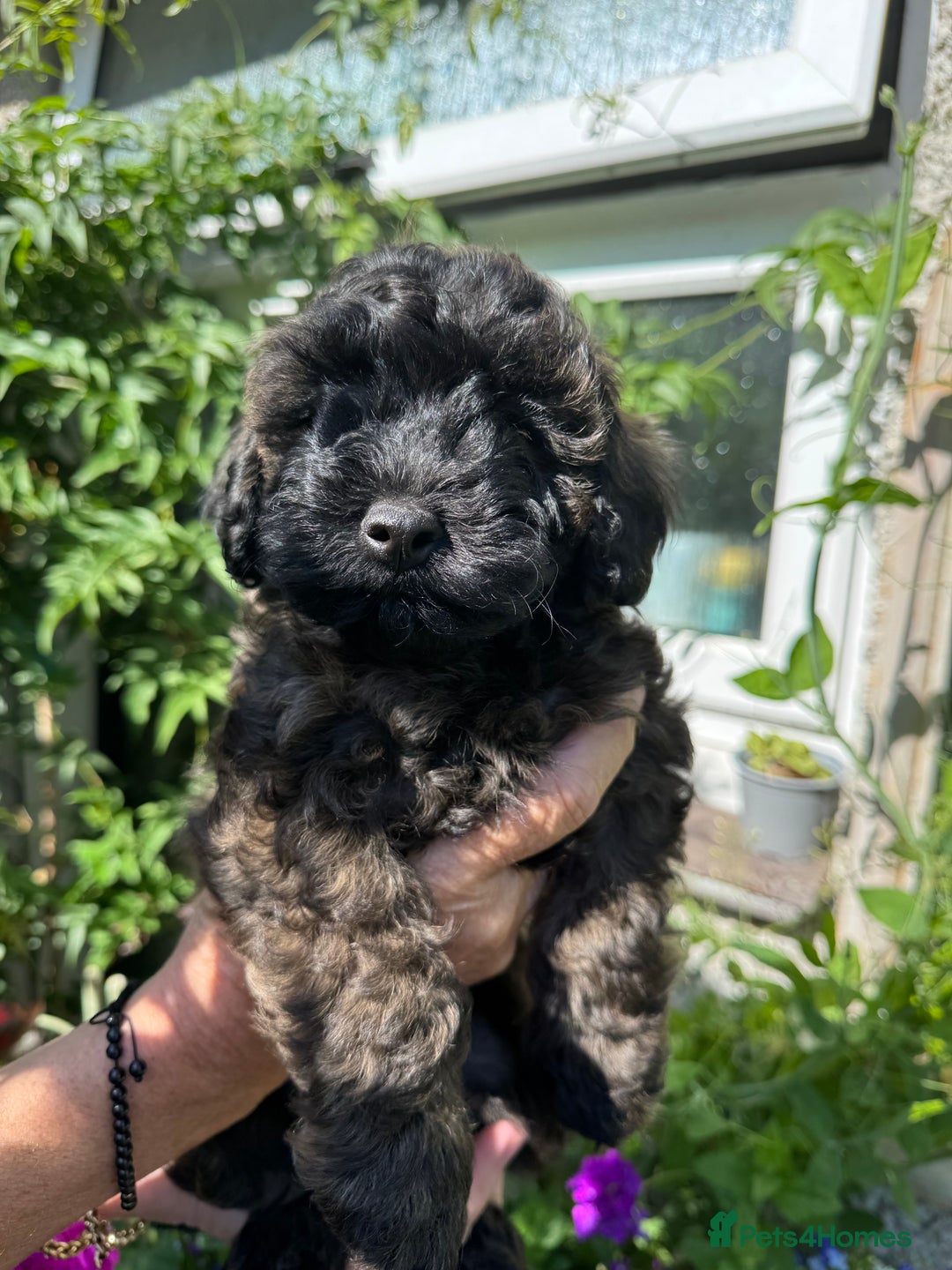 Cavapoo dogs for sale: Beautiful Toy F1b Cavapoo puppies  in Liskeard - Image 29