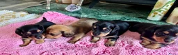 Dachshund dogs for sale: Sold sold  - Advert 1